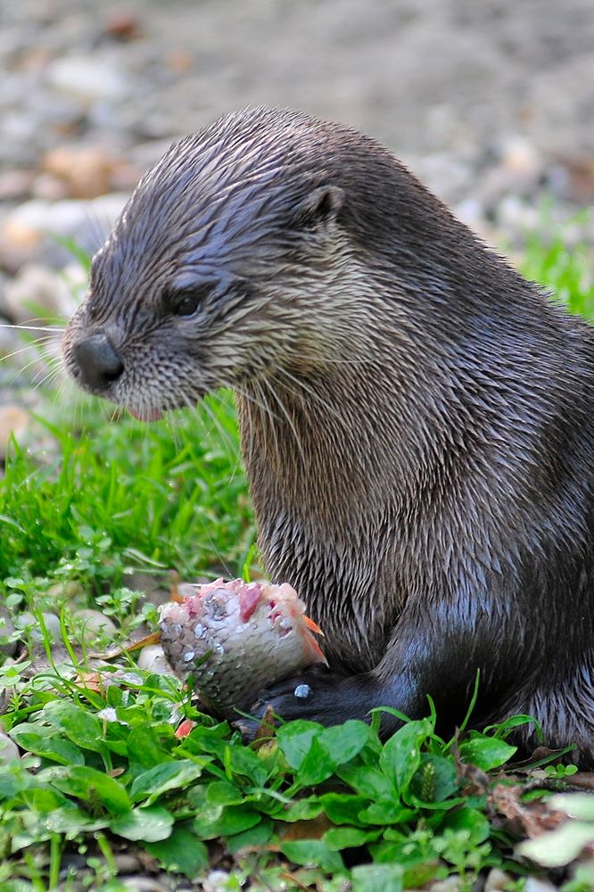 Fischotter nimmt einen Snack zu sich