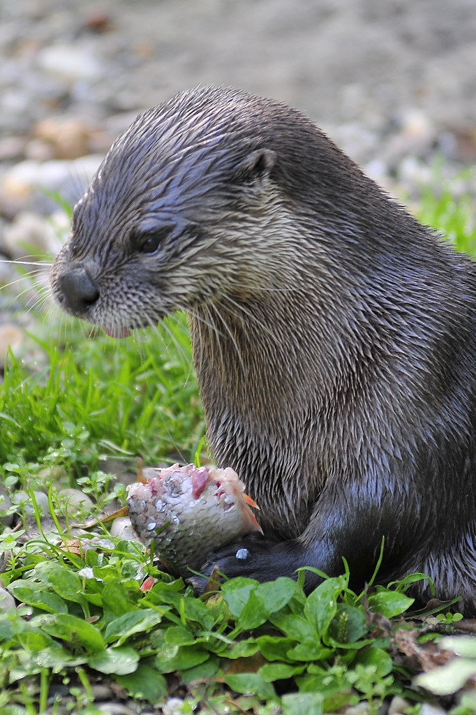 Fischotter nimmt einen Snack zu sich