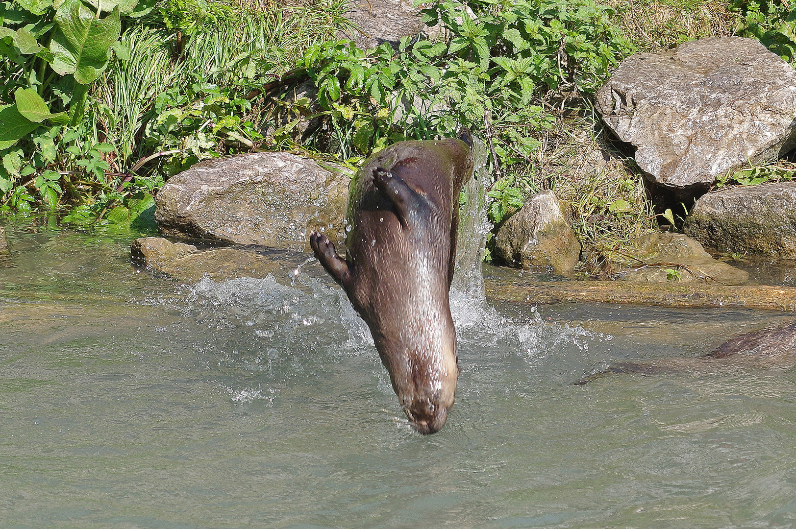 Fischotter - oder doch Delphin ;-)