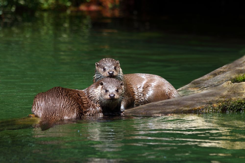 Fischotter Pärchen