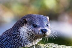 *** Fischotter-Portrait ***