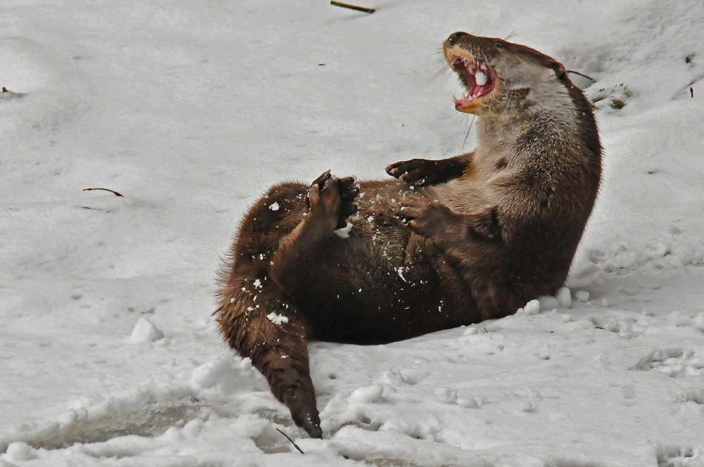 Fischotter, spielend im Schnee (2)