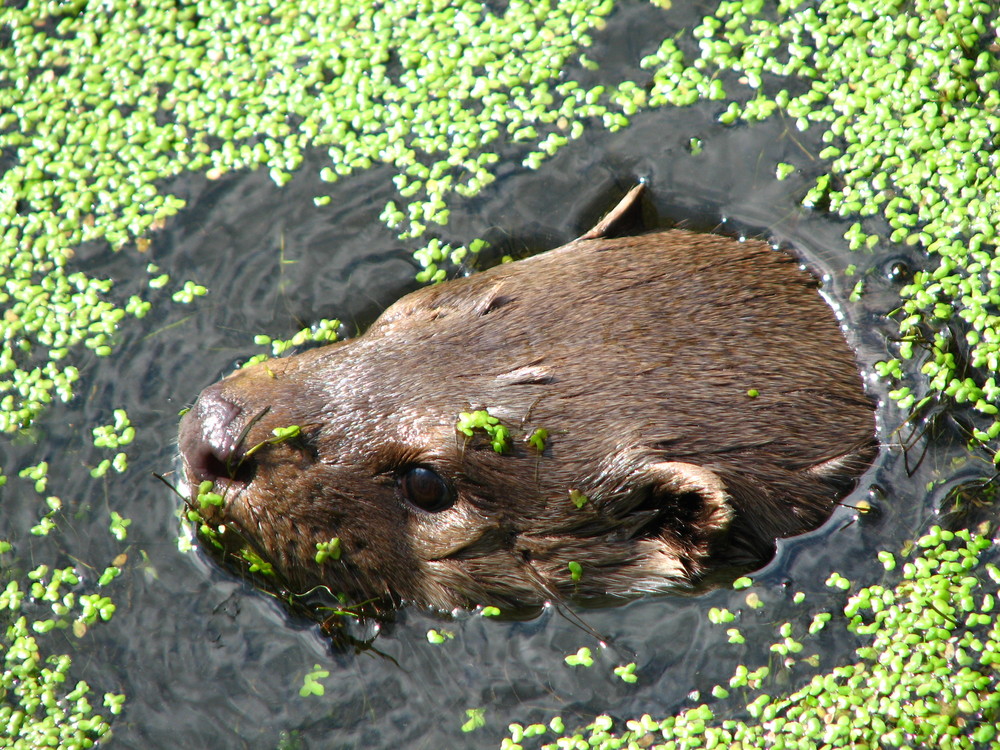 Fischotter tauch auf