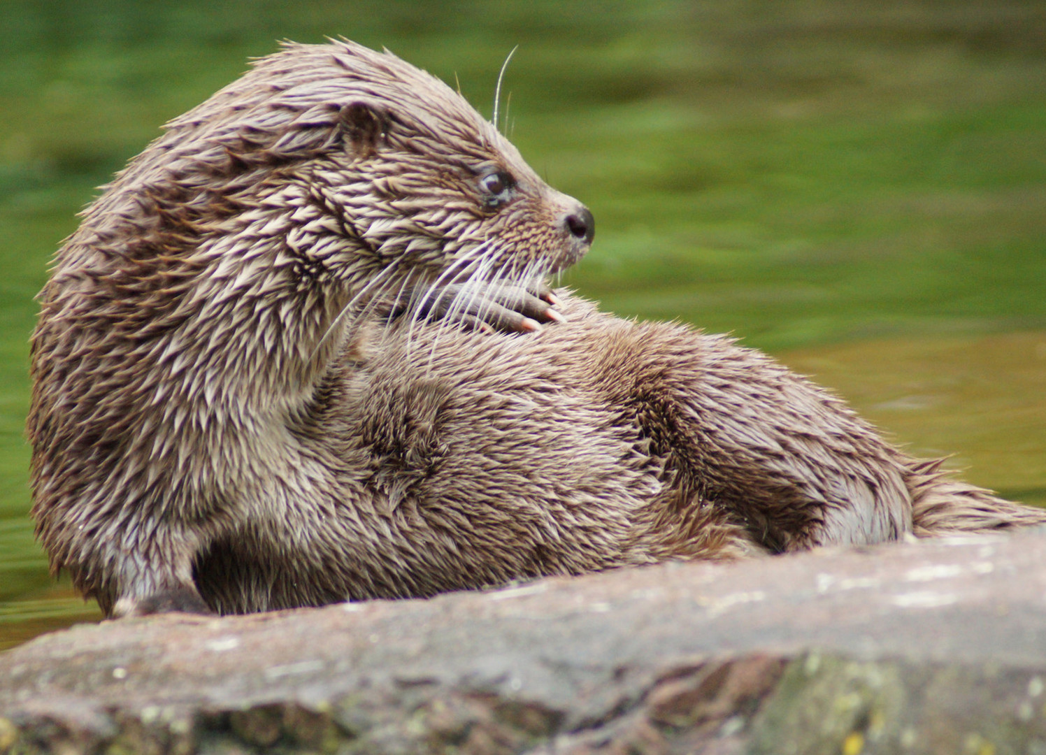 Fischotter, Tiergarten, Otter