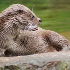 Fischotter, Tiergarten, Otter