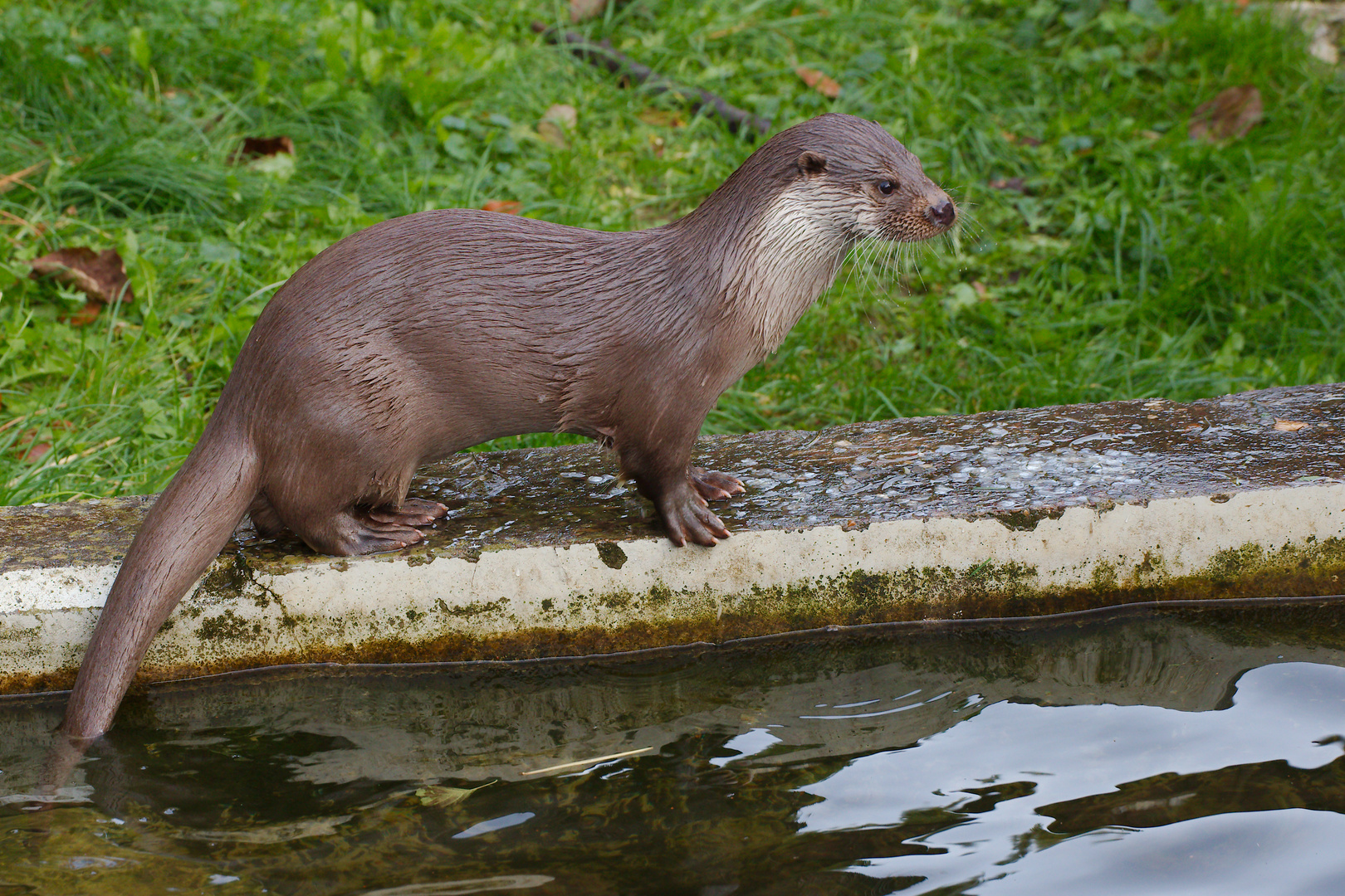 Fischotter - Tierpark Olderdissen (01)