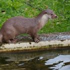 Fischotter - Tierpark Olderdissen (01)