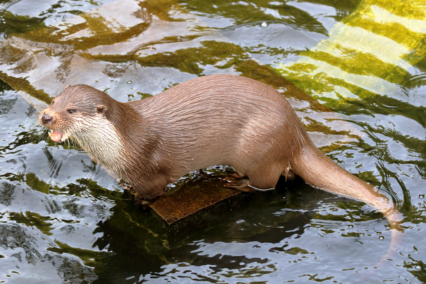 Fischotter - Tierpark Olderdissen (02)