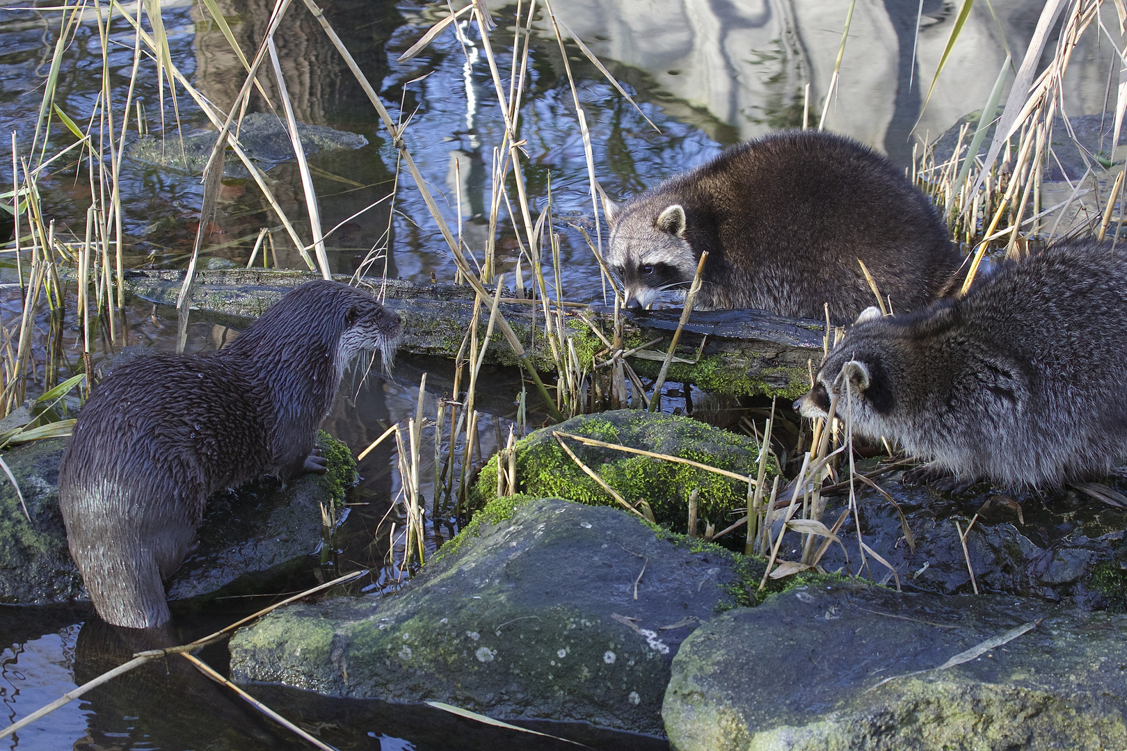 Fischotter trifft Waschbär...