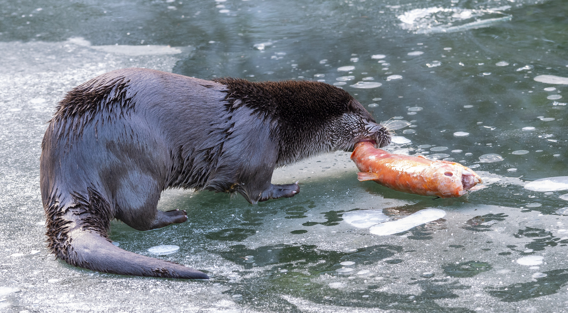 Fischotter - Wildpark Grünau im Almtal