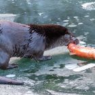 Fischotter - Wildpark Grünau im Almtal