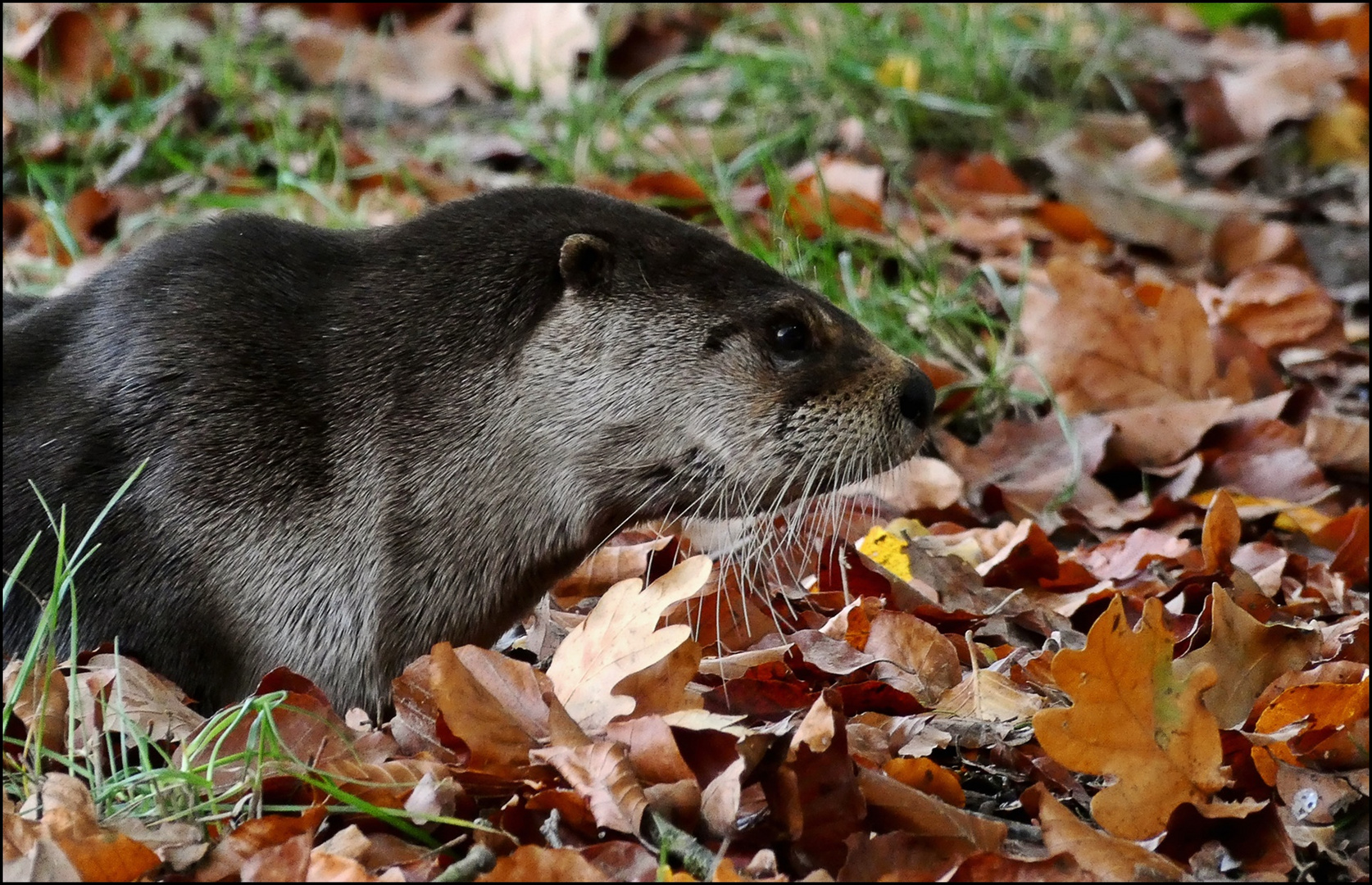 Fischotter  - Wildpark Neuhaus