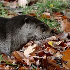 Fischotter  - Wildpark Neuhaus