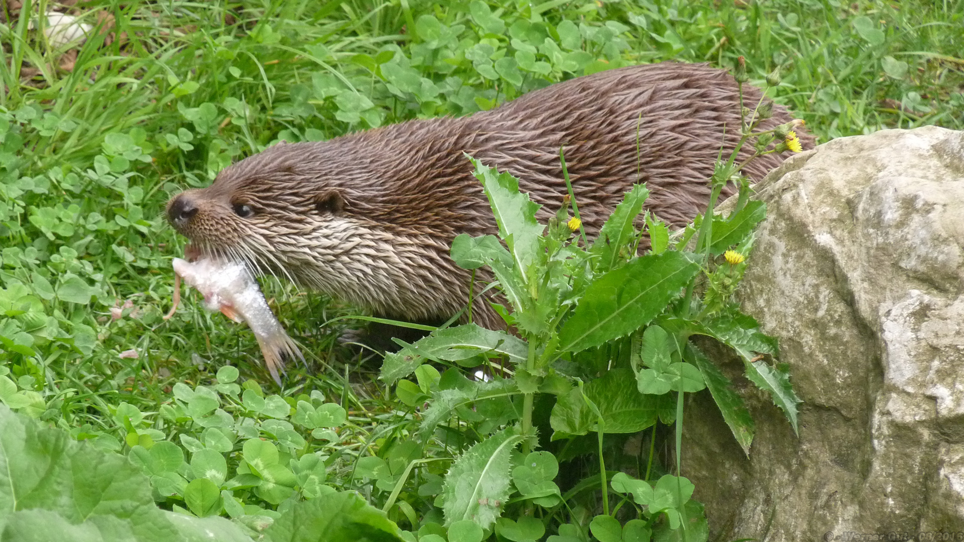 Fischotterfischfrühstück