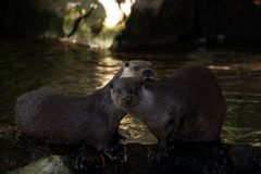 Fischotterpärchen im Unterholz ...