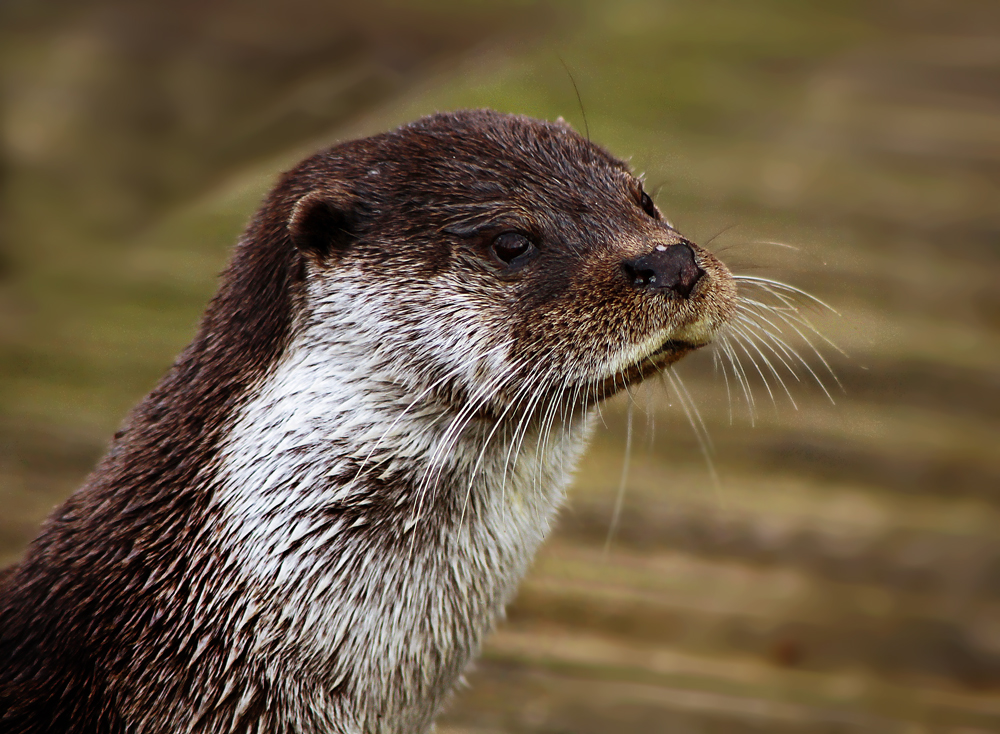 Fischotterportrait