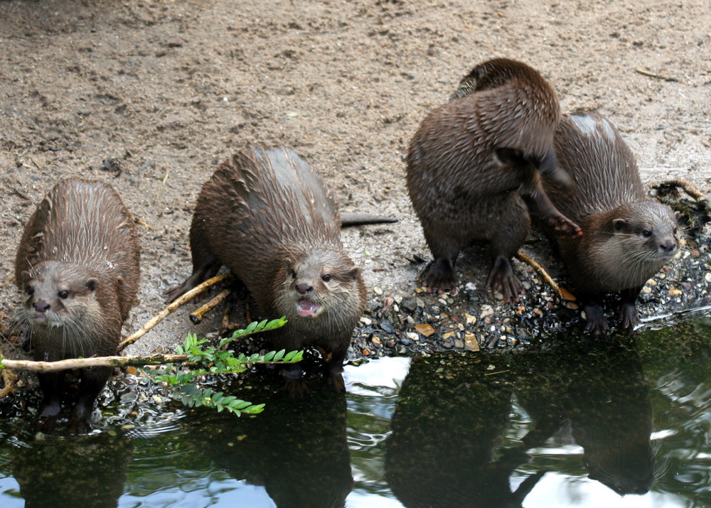 Fischottertreffen am Wasser im Duisburger Zoo