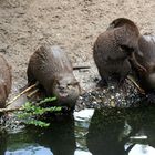 Fischottertreffen am Wasser im Duisburger Zoo