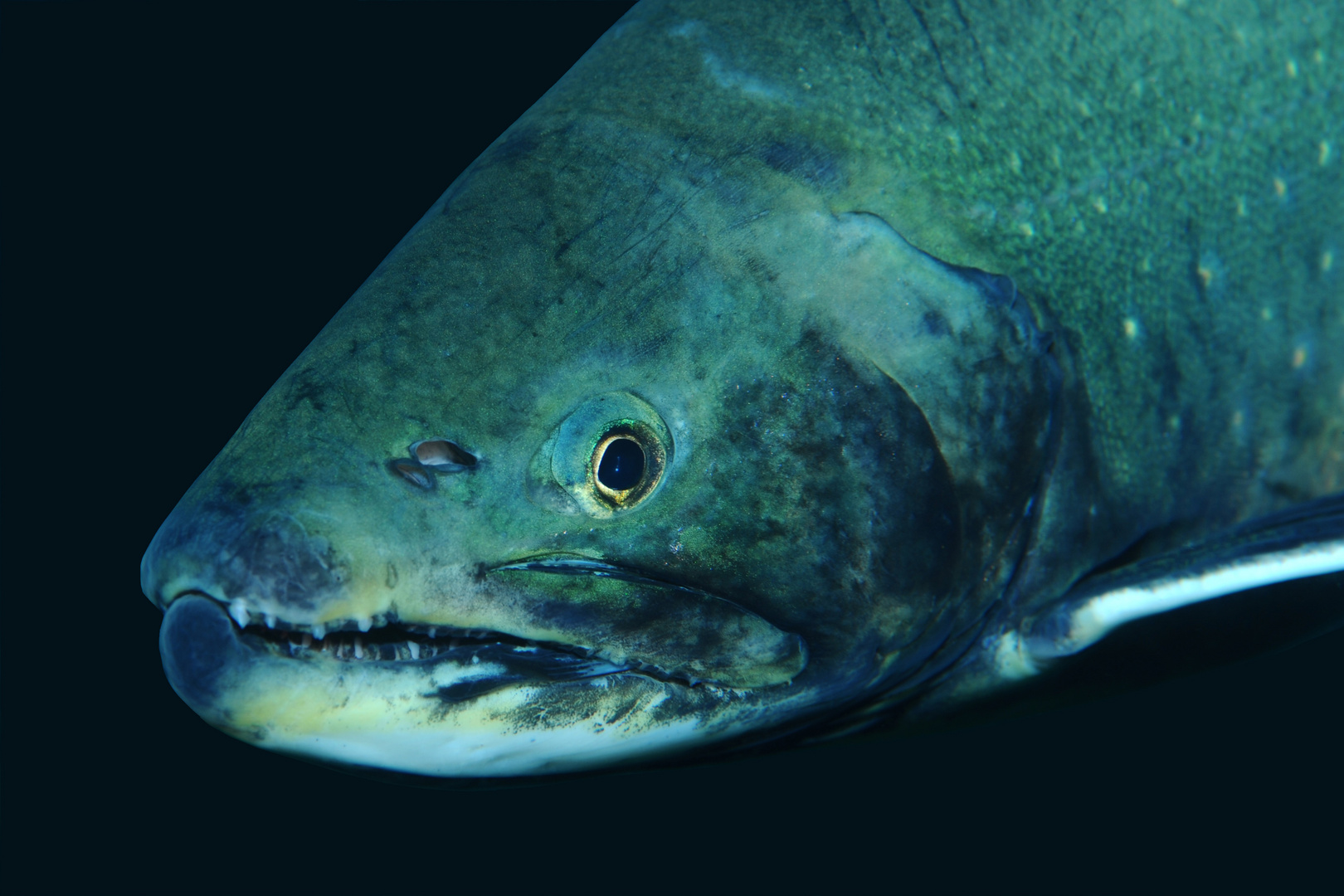 Fischportrait