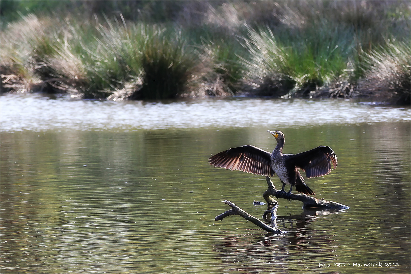 Fischräuber im Naturpark Schwalm - Nette