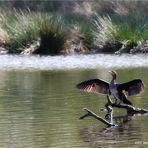 Fischräuber im Naturpark Schwalm - Nette