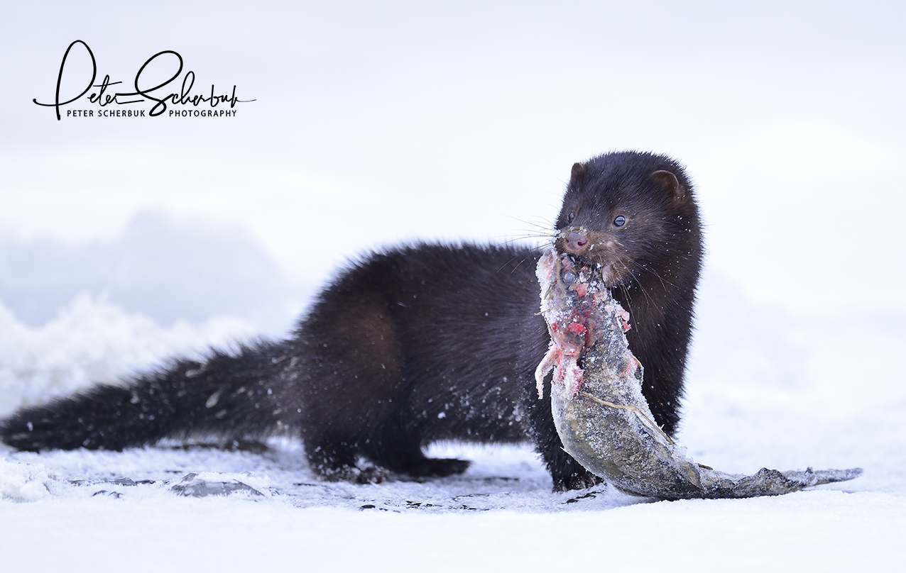 Fischräuber - Mink...