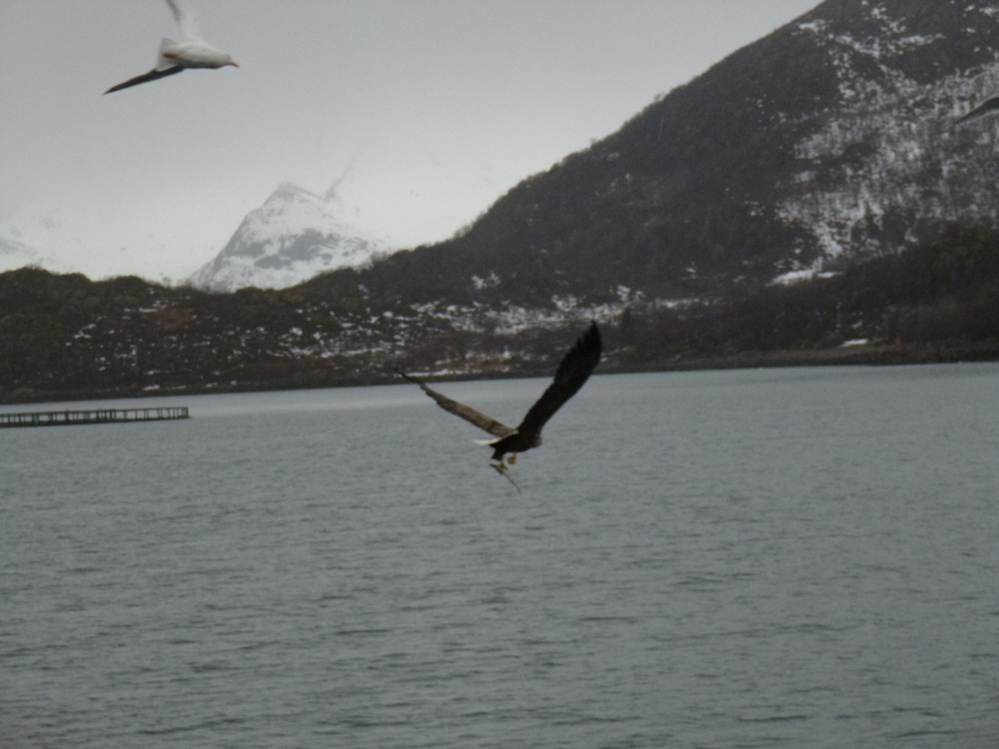 Fischreiche Lofoten