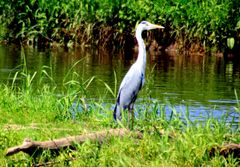 -Fischreier am Weserufer-