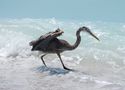 Fischreier auf Sanibel Island von Ankesun 