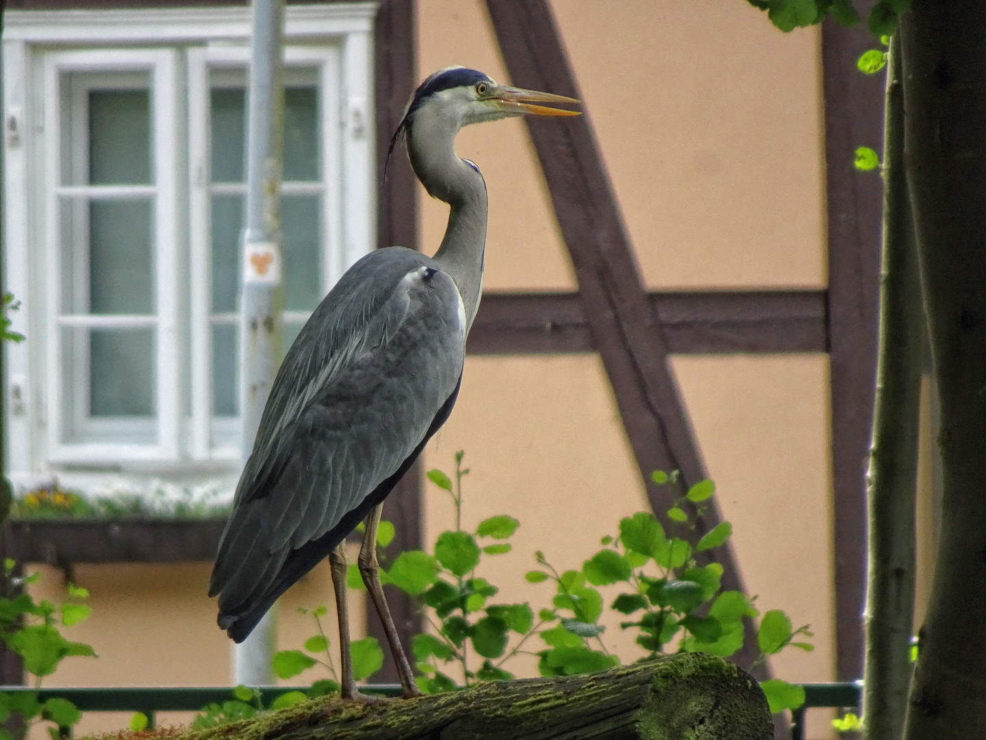 Fischreier hällt Aussicht