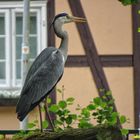 Fischreier hällt Aussicht