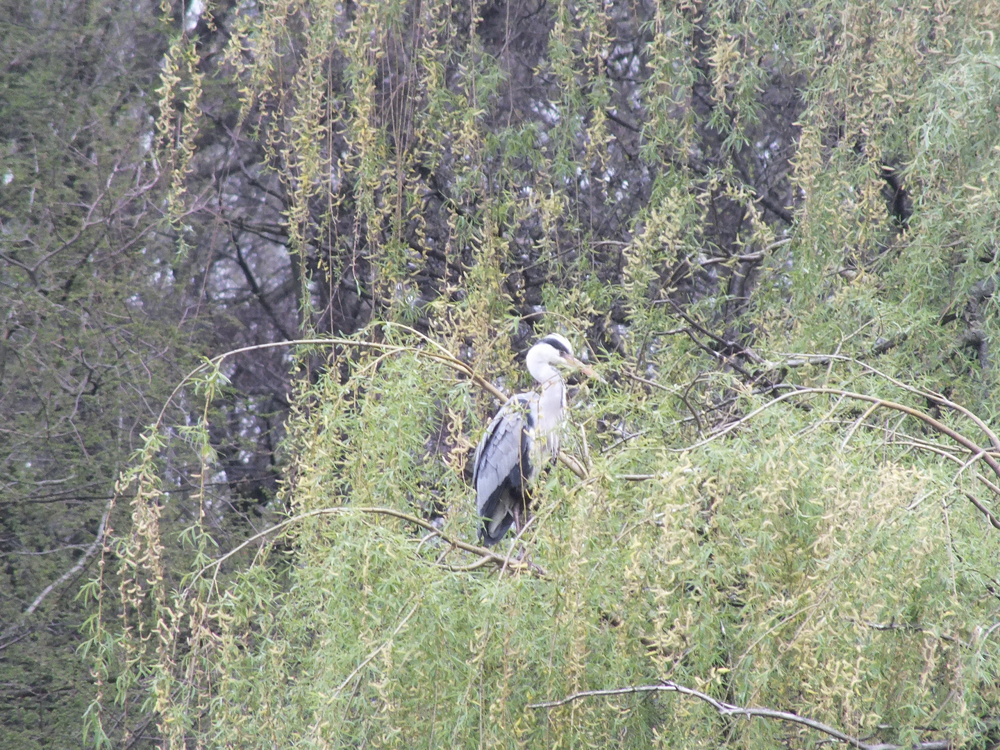 Fischreier im Baum