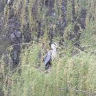 Fischreier im Baum