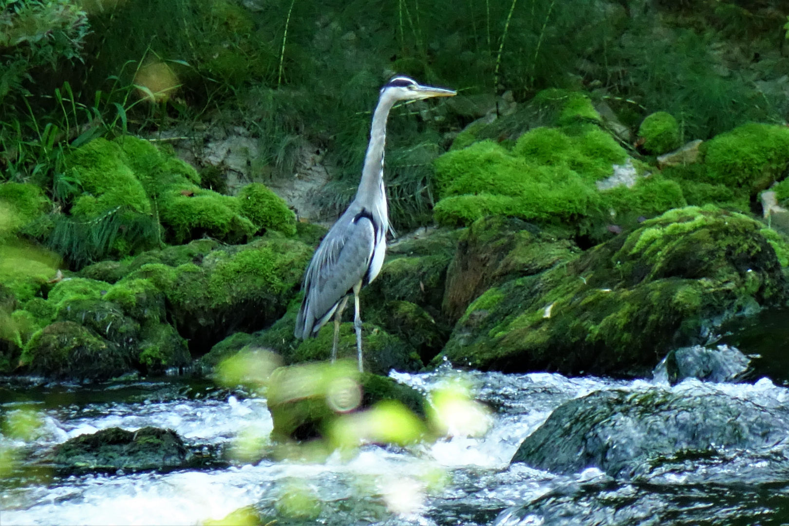 Fischreier in der Areuseschlucht Neuenburg