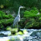 Fischreier in der Areuseschlucht Neuenburg