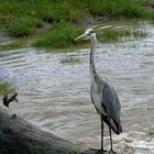 Fischreier in der Serengeti