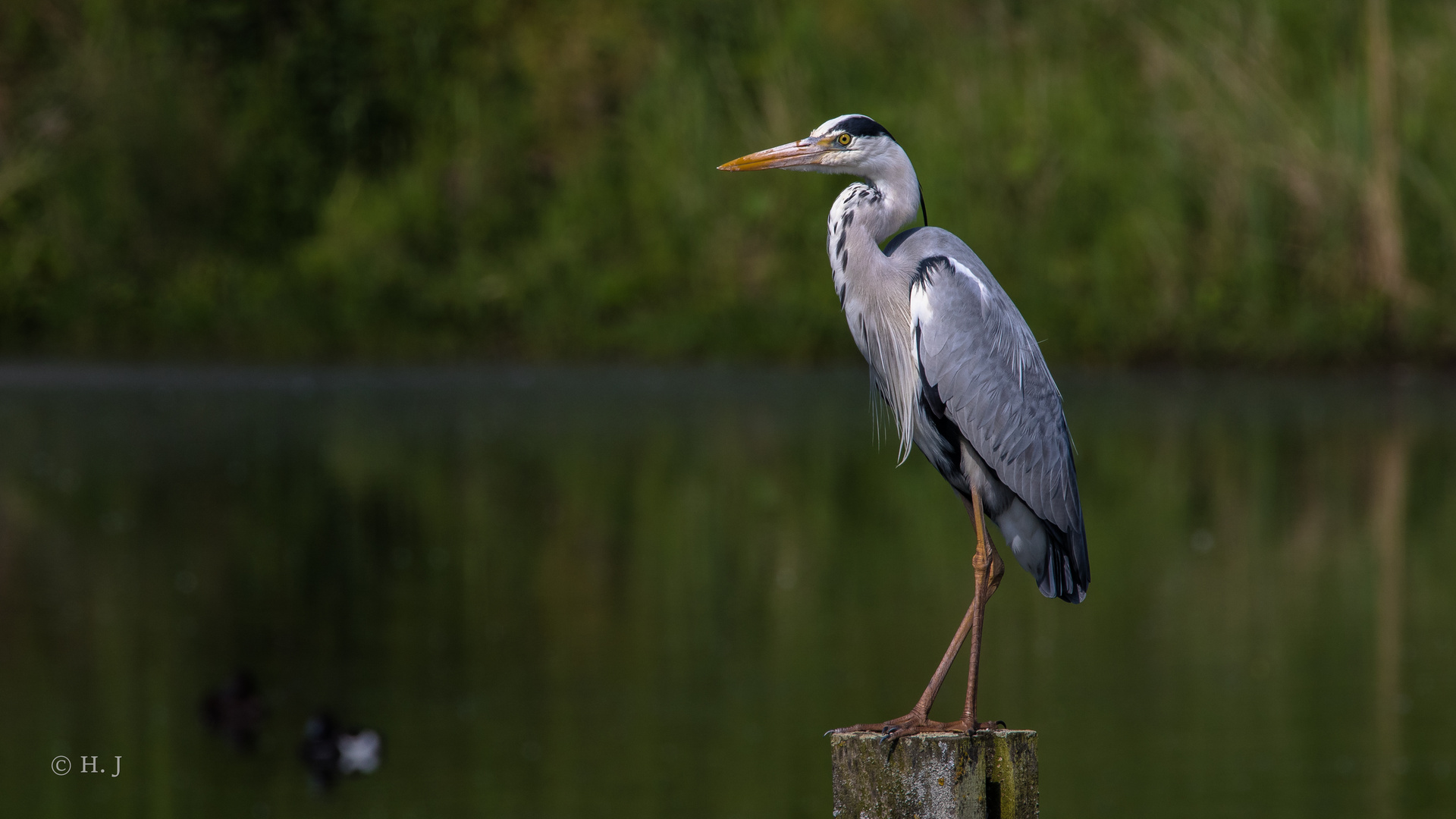 Fischreiher