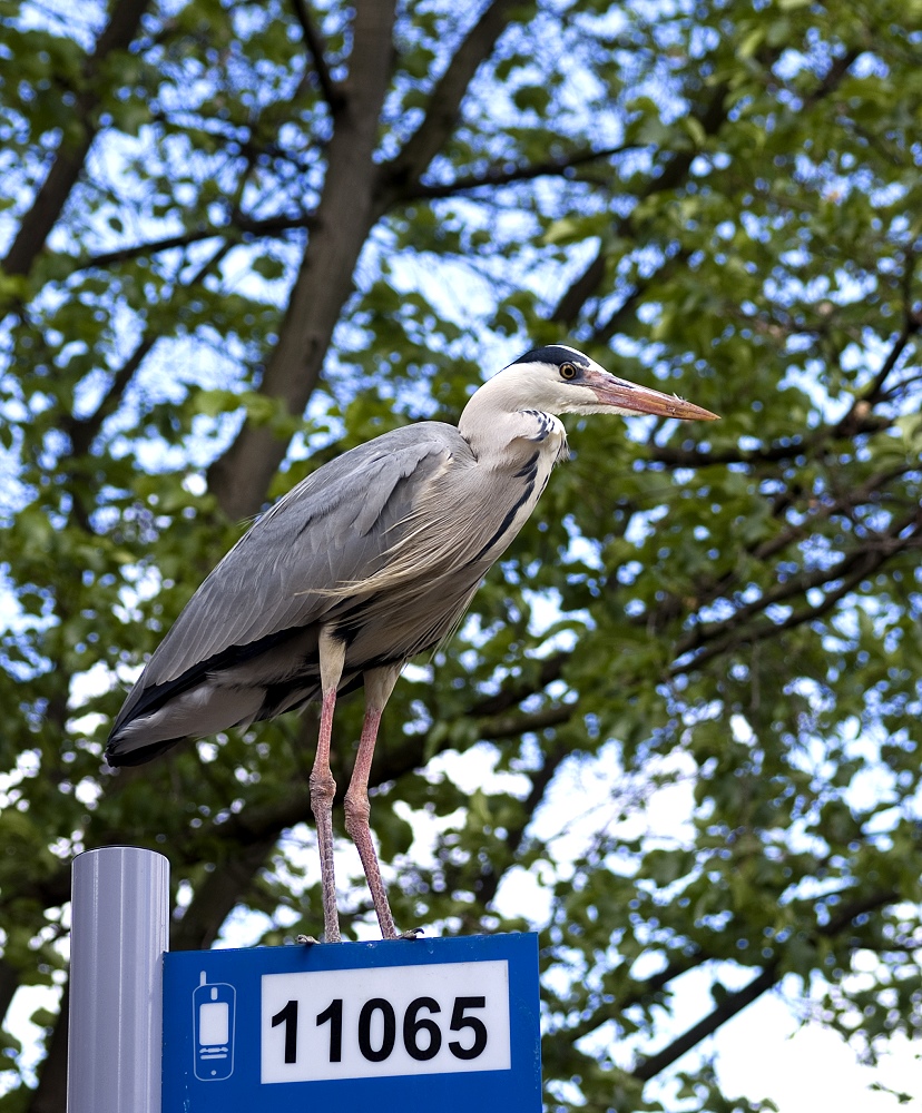 Fischreiher 11065