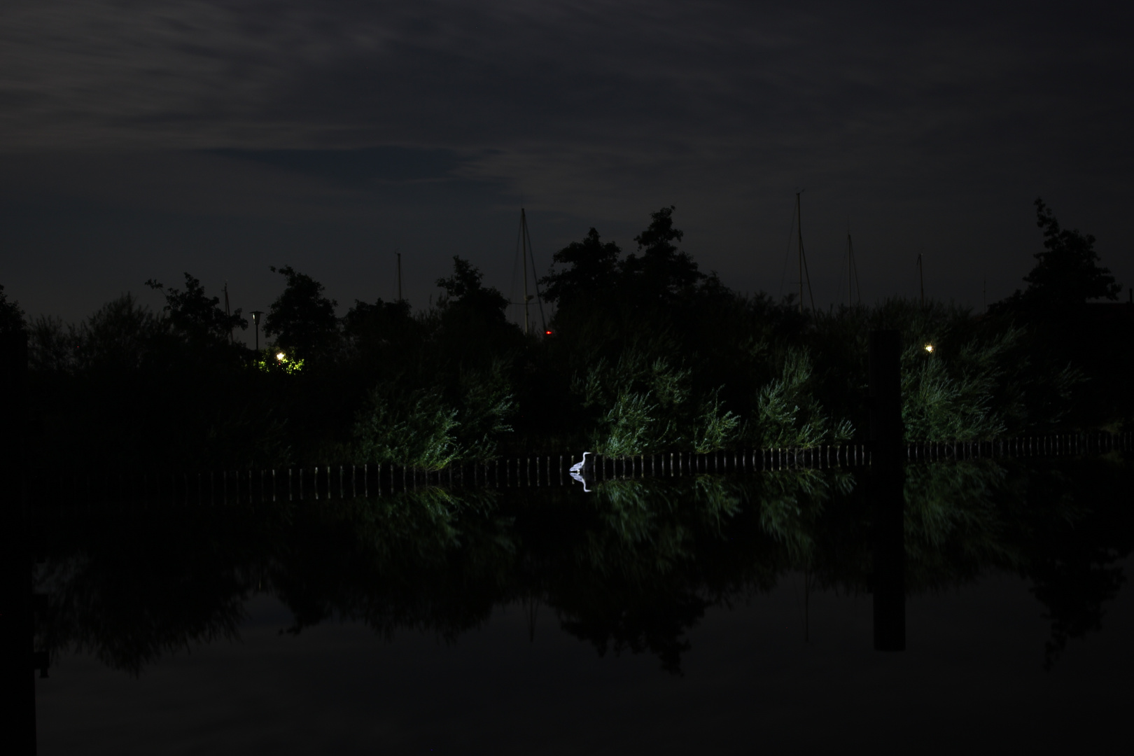 Fischreiher 1:15Uhr in der Nacht