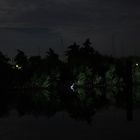 Fischreiher 1:15Uhr in der Nacht