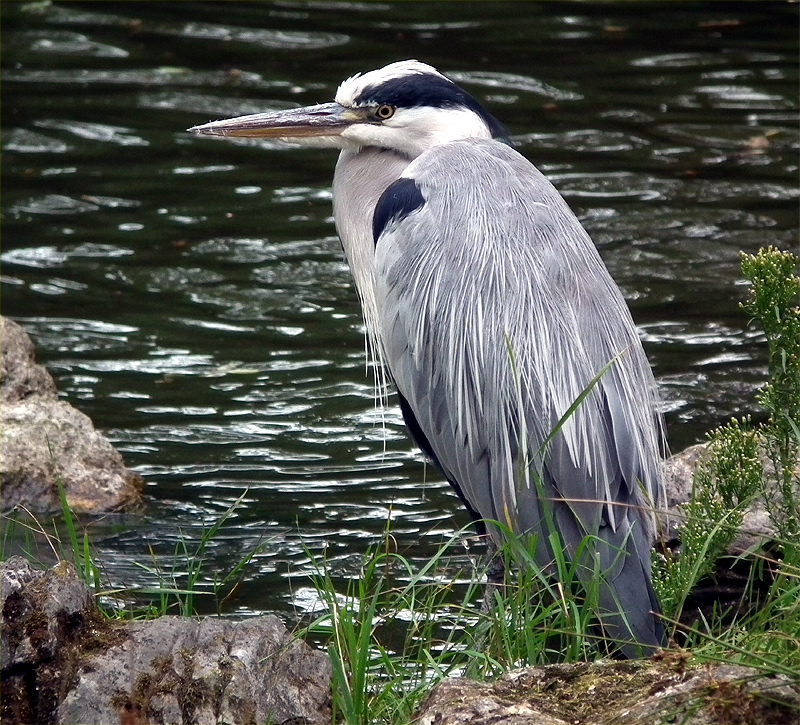 Fischreiher