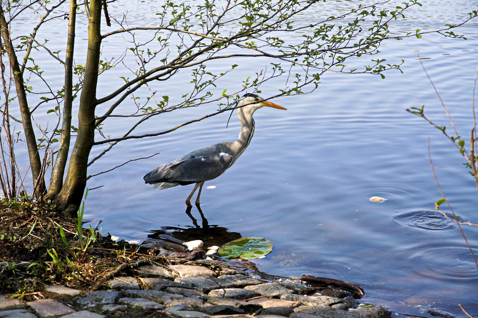 Fischreiher