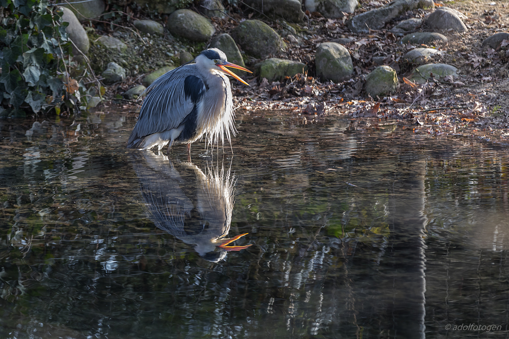 Fischreiher