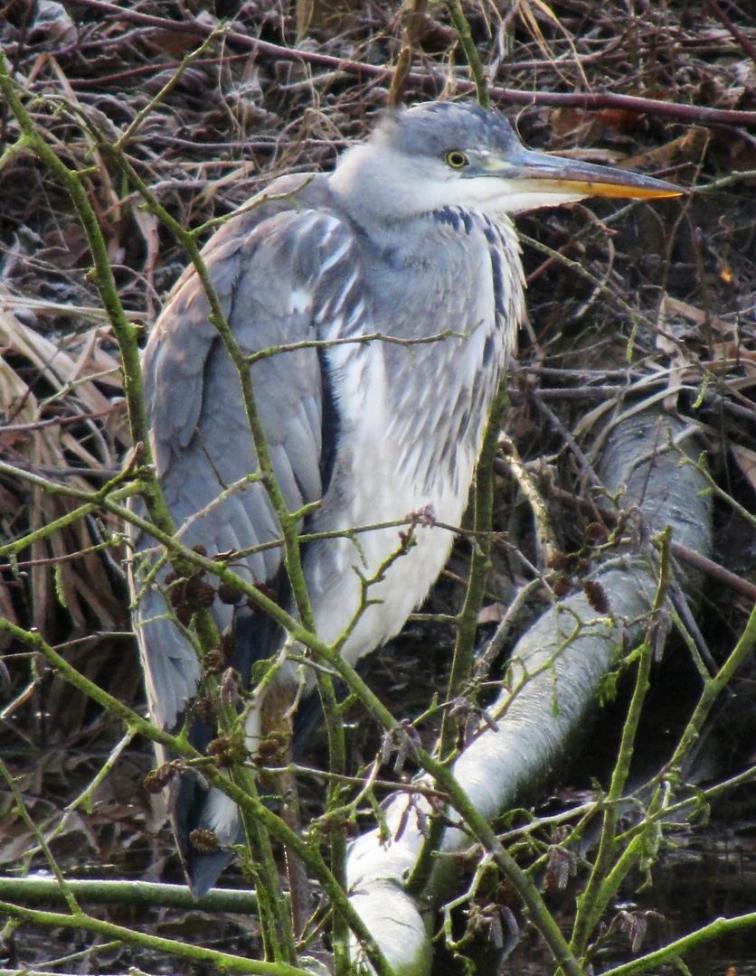 Fischreiher