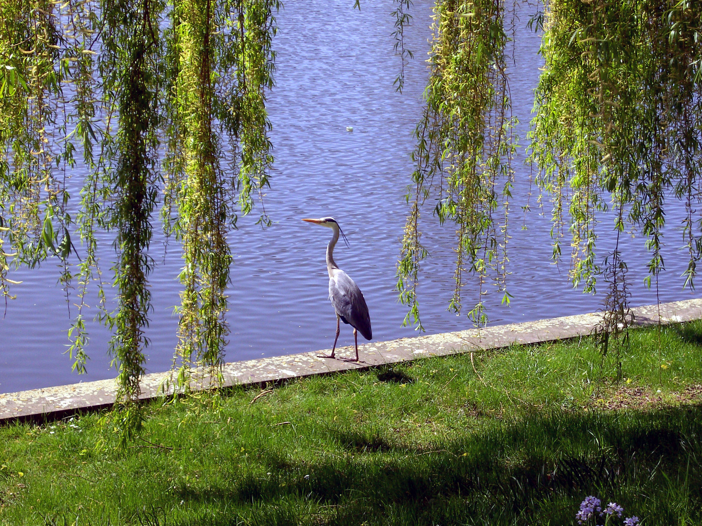 Fischreiher