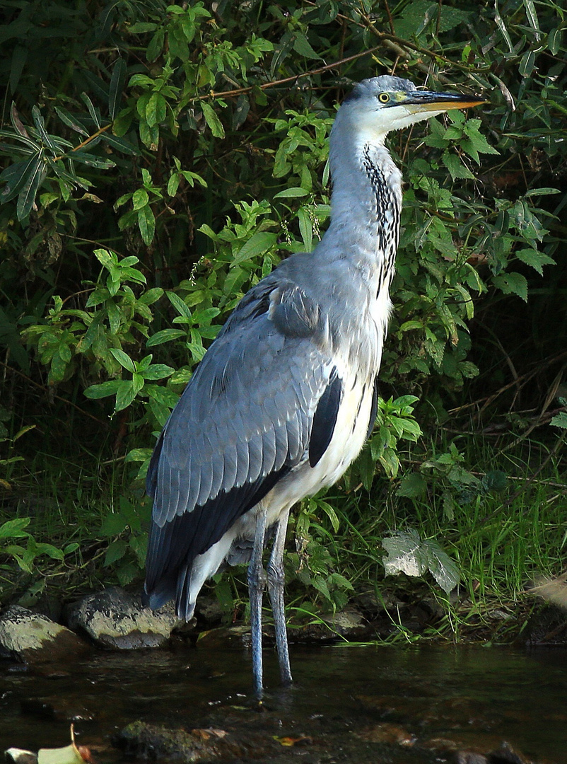 Fischreiher