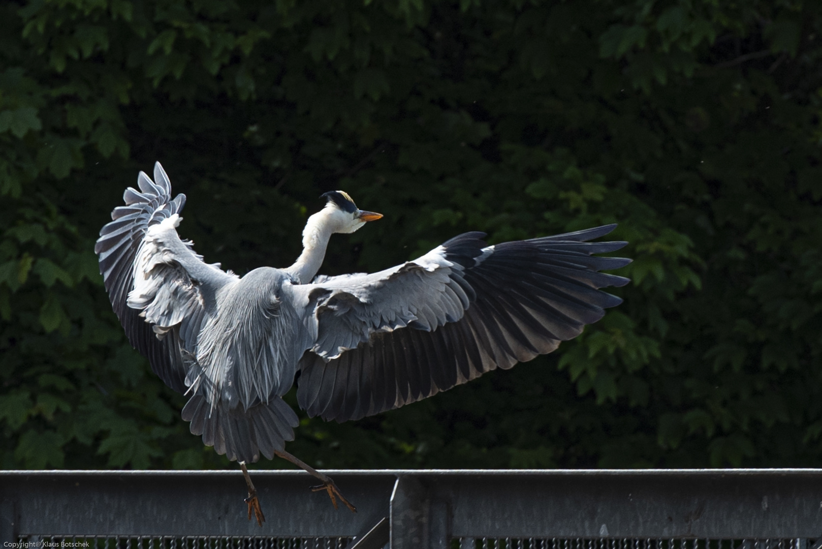 Fischreiher Foto & Bild natur, tiere, vögel Bilder auf Fischreiher Foto & Bild natur, tiere, vögel Bilder auf