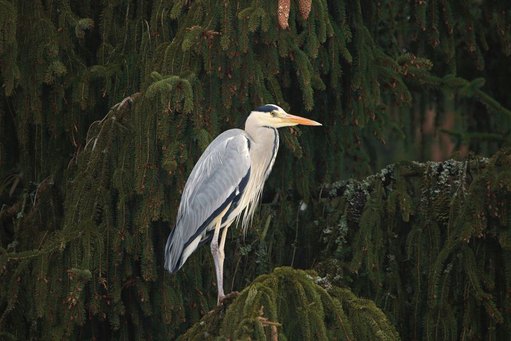 Fischreiher