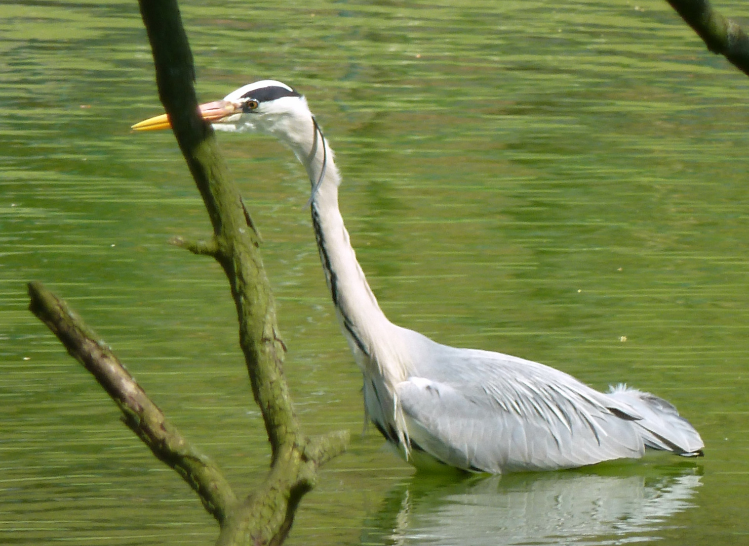 Fischreiher