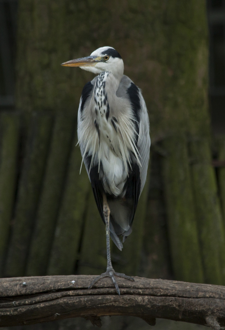 Fischreiher